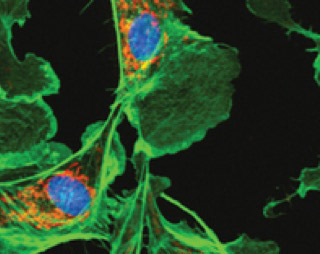 �p���ӳ���